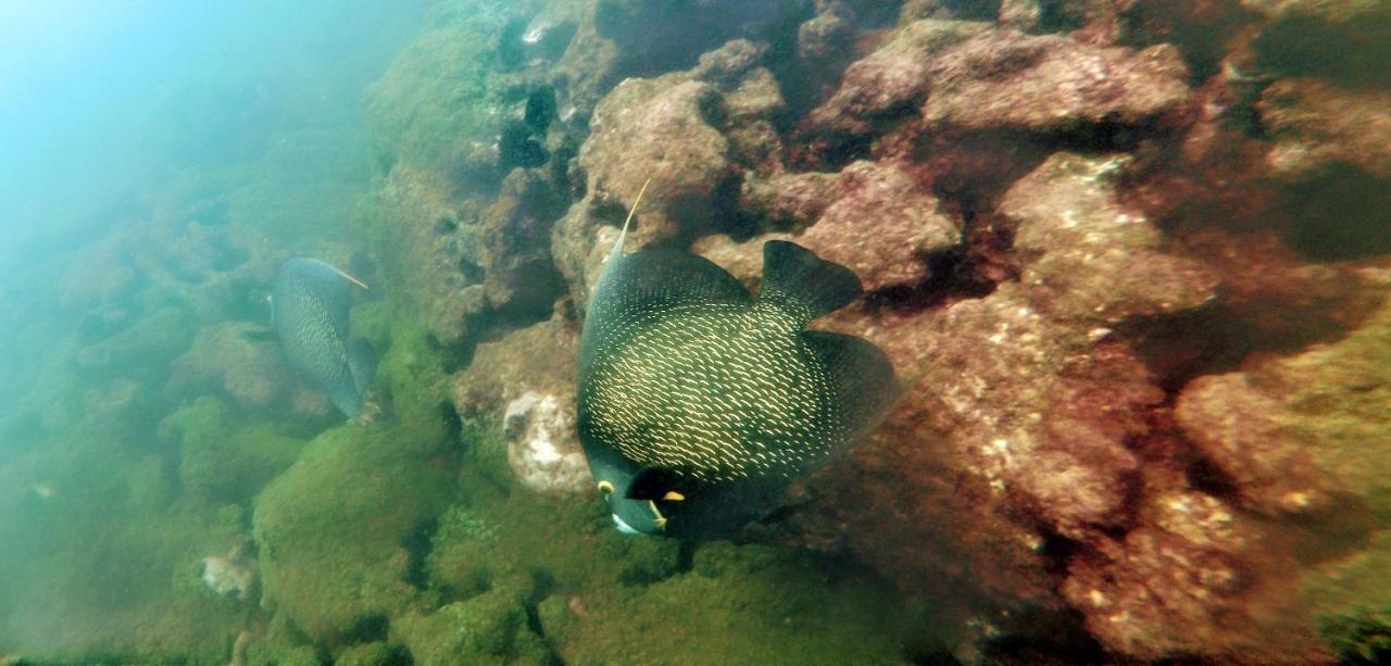 Paul'S Kitchenettes Da Praia & Nemo Dive, Centro De Mergulho Santa Cruz Cabralia Exterior photo